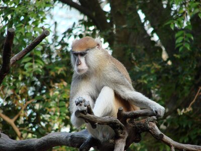 Animal wildlife wild