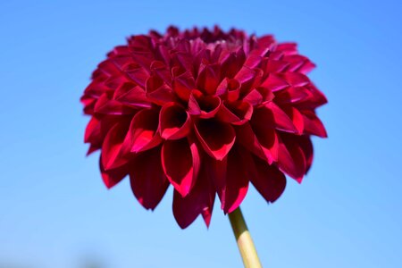 Beautiful Flowers blooming blossom