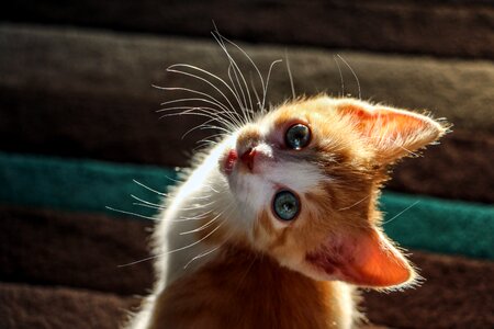 Kitty cute cat curious