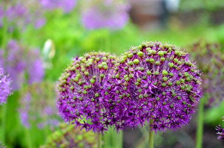 Lila lilac nature