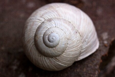 Spiral pomatia shell