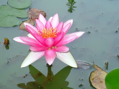 Water flower water lily photo