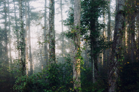 Mysterious Forest in the Mist photo