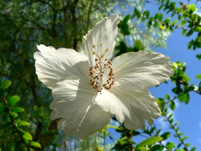 Bloom tree white