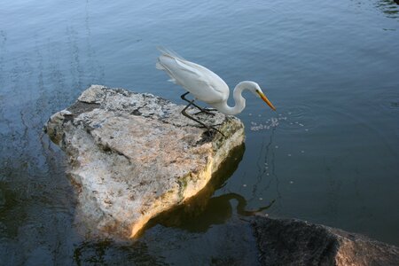 Stone lake bird