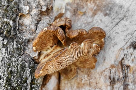Mushroom organism nature photo