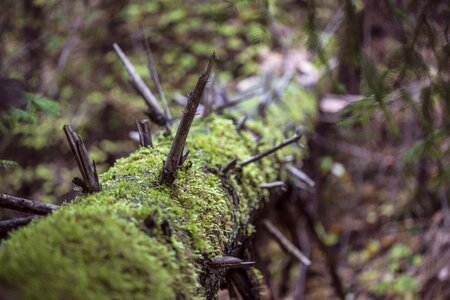 Dry woods forest