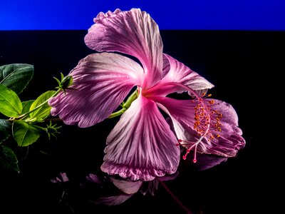 Flower pink marshmallow photo