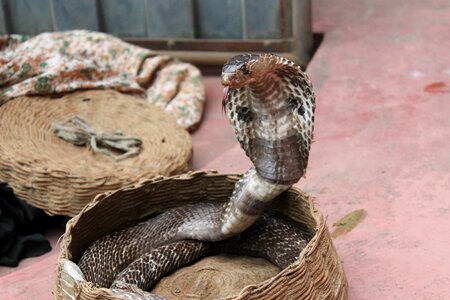 Reptile serpent cobra photo