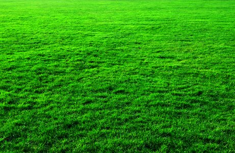 Lawn greenery green background photo