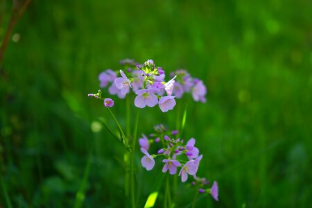 Purple card amines pratensis cardamine