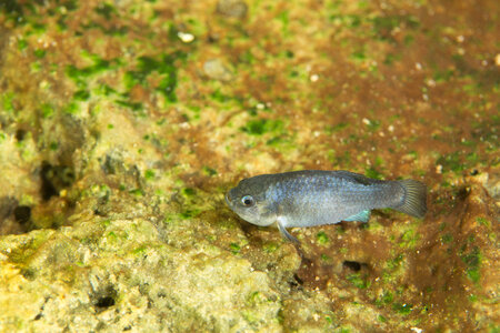Captive Devils Hole pupfish-2