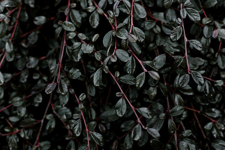 1 Black branches gray photo
