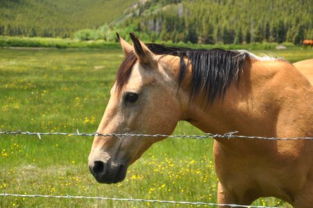 Cowboy ranch farm