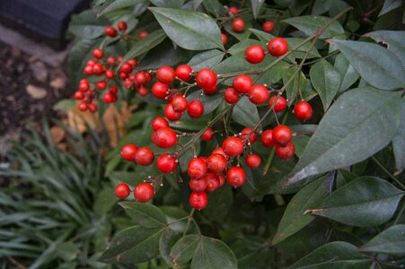 Natural leaf organic