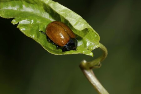 Animal arthropod beetle photo