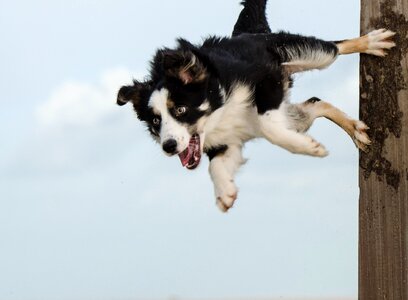 Dog trick pole jump dog show trick photo