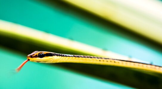 Animal yellow eye