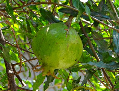 Greenery unripe raw photo