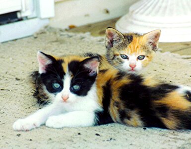 Animal kitten 