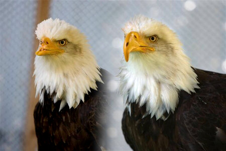 Bald eagle named Beauty with her 3D printed prosthetic beak photo