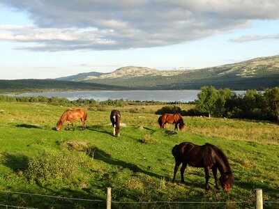 Landscape horses norway photo