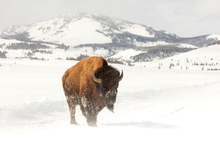 A bull bison standing in the road on a windy day photo