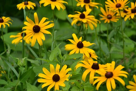 Flowers spring meadow