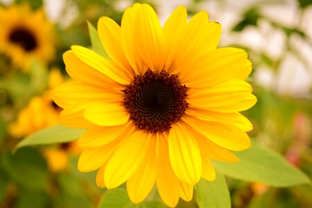 Agriculture beautiful flowers bloom