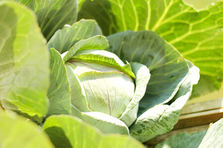 cabbage photo