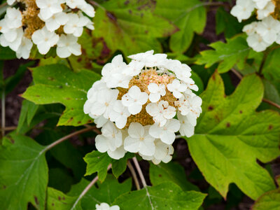 White Flowers photo