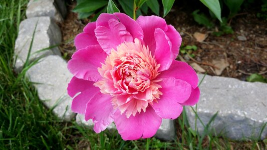 Petals nature pretty