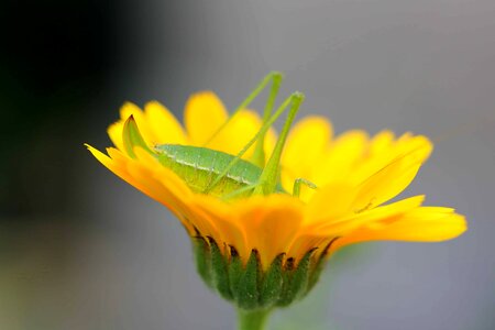 Animal arthropod beautiful flowers