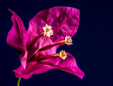Flower pink bougainville photo