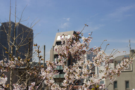 9 Cherry tree