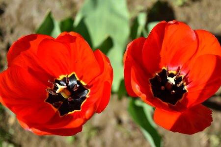 Beautiful Flowers flower garden spring time