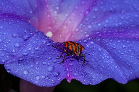 Animal arthropod beautiful