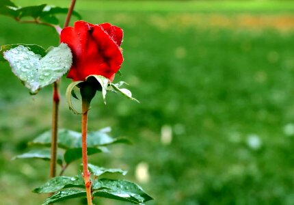 Beautiful Flowers beautiful photo bloom