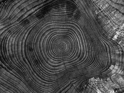 Cut down abstract tree stump photo