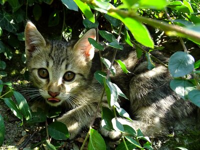 Rest park kitten