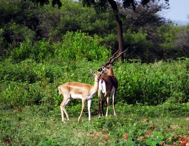 Ranebennur karnataka india
