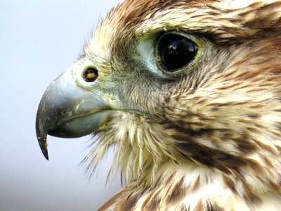 Animal beak bird photo