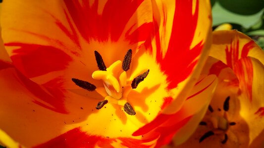 Yellow spring flower photo