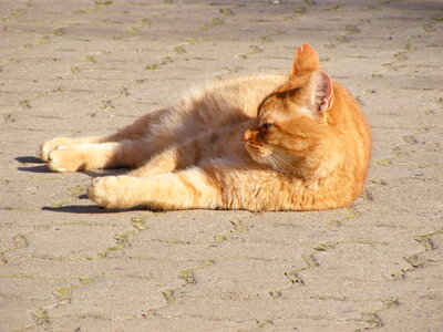 Orange cat chilling in the sun photo