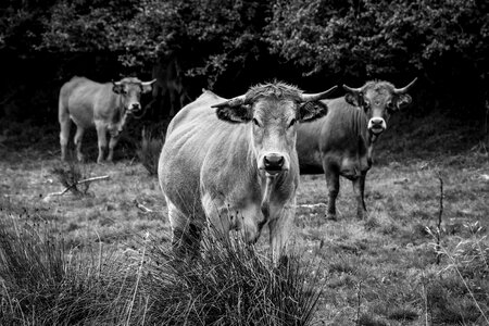 Agriculture animal black and white