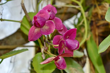 Beautiful Flowers exotic orchid photo