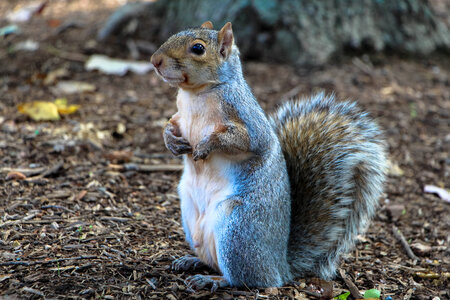 Cute Curious Squirrel standing up on the ground photo
