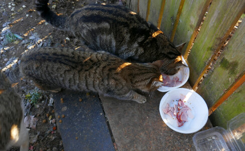 Cats feeding in bowl photo