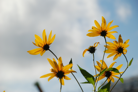 Anemones leaf nature