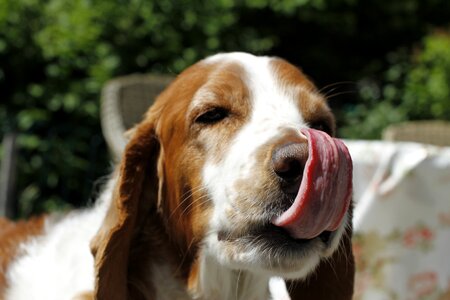 Animal portrait fun summer